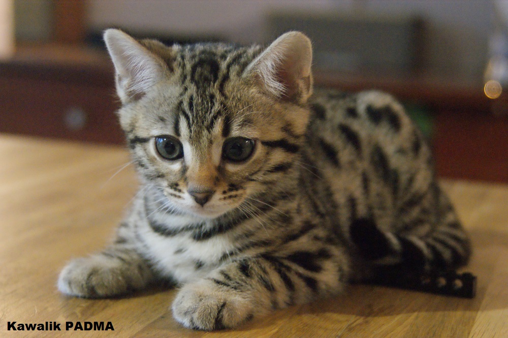 chaton bengal